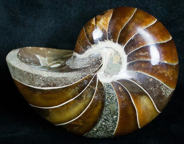 Gorgeous Nautilus Fossil - Madagascar #6425